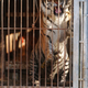 A tiger living in a small cage with accumulated waste awaits rescue. This is one of 24 tigers that IFAW worked with NJ state law enforcement officers to rescue from a private owner.